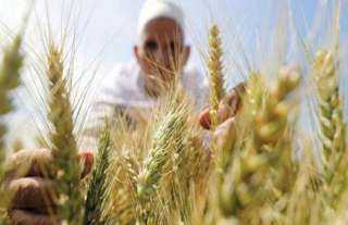السيسي يكلف بدعم القدرة التنافسية للمنتجات الزراعية المصرية