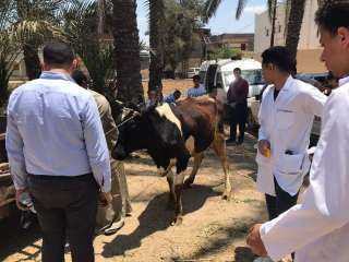 علاج ٩٣٤ رأس ماشية وتحصين ١٠٨٠ أخرى ضد الجدري بالبحيرة